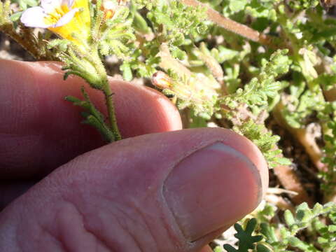 Image of Leiberg's phacelia