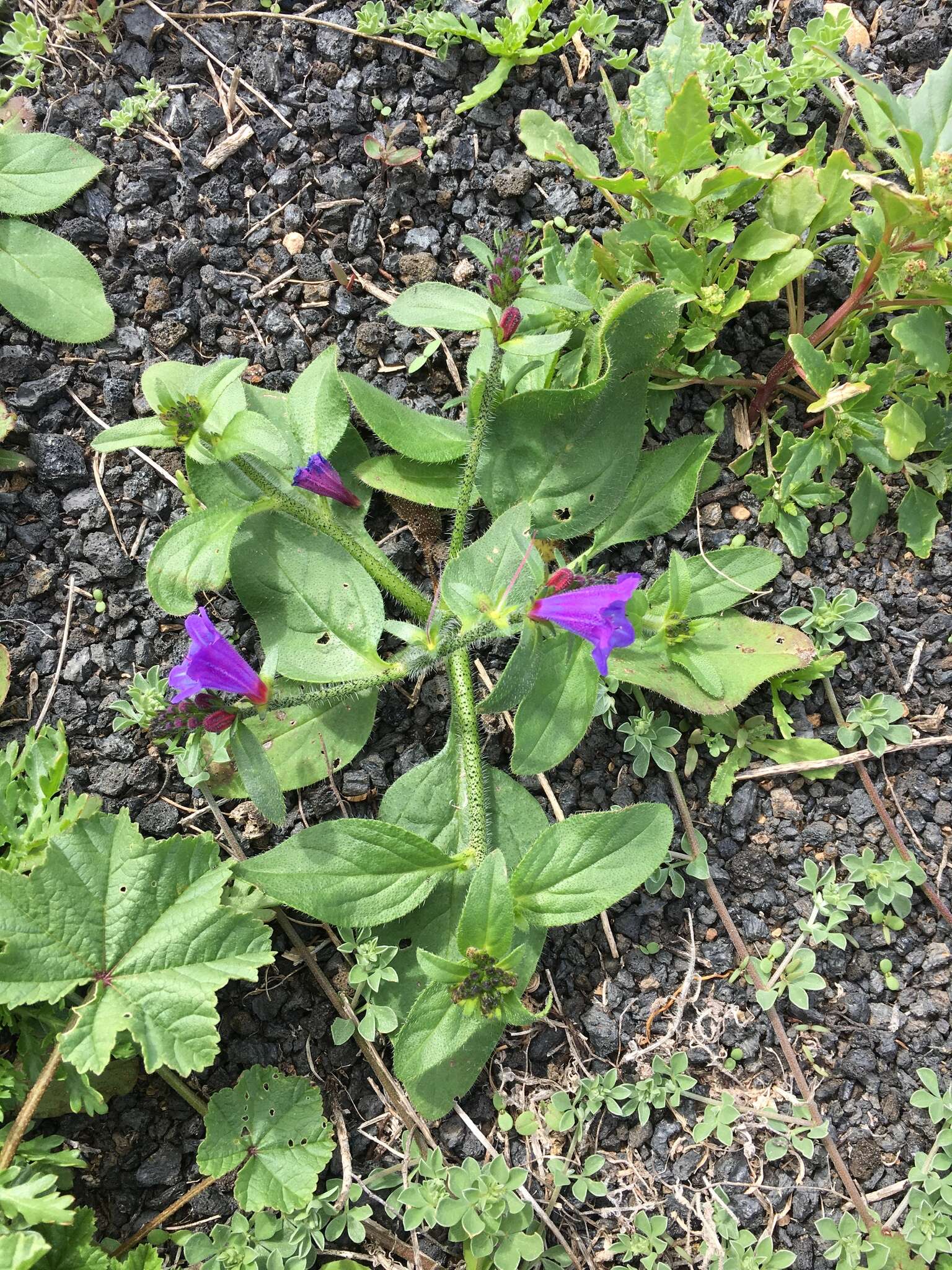 Imagem de Echium lancerottense Lems & Holzapfel