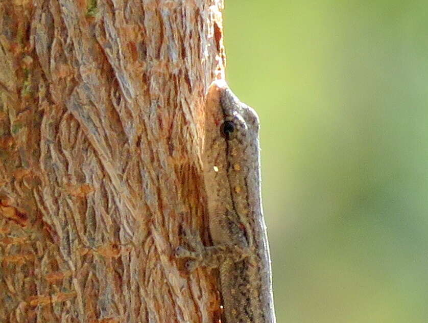 Image of Bradfield's Dwarf Gecko