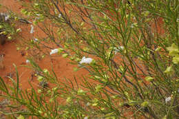 Image of Eremophila gibsonii F. Muell.