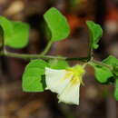 صورة Physalis microphysa A. Gray