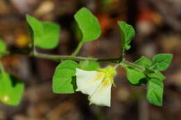 صورة Physalis microphysa A. Gray