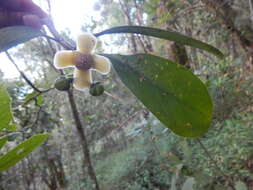 Image of Clusia quadrangula Bartlett