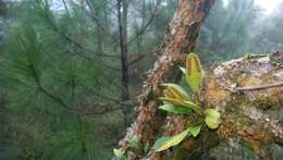 Image of redscale scaly polypody