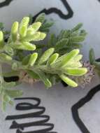 Image of bur-saltbush