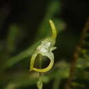 Imagem de Specklinia morganii (Luer) Luer