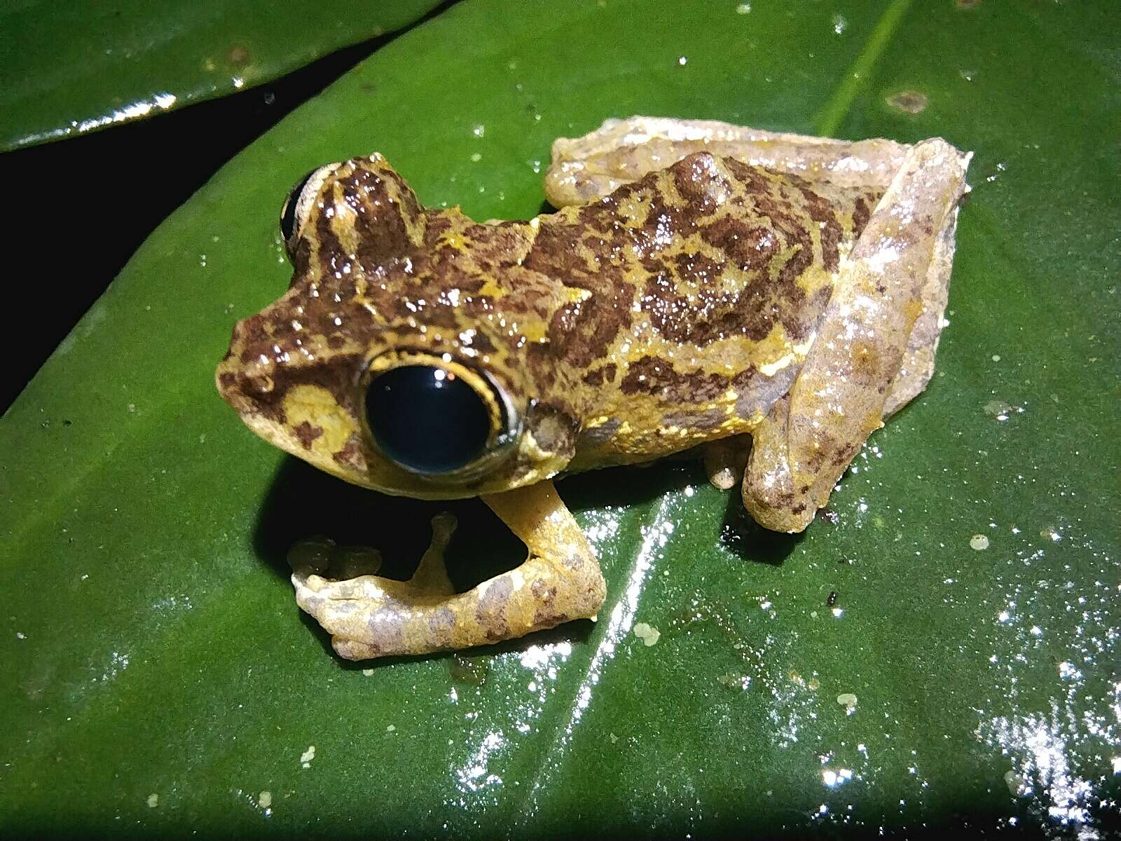 Image of Mossy Bush Frog