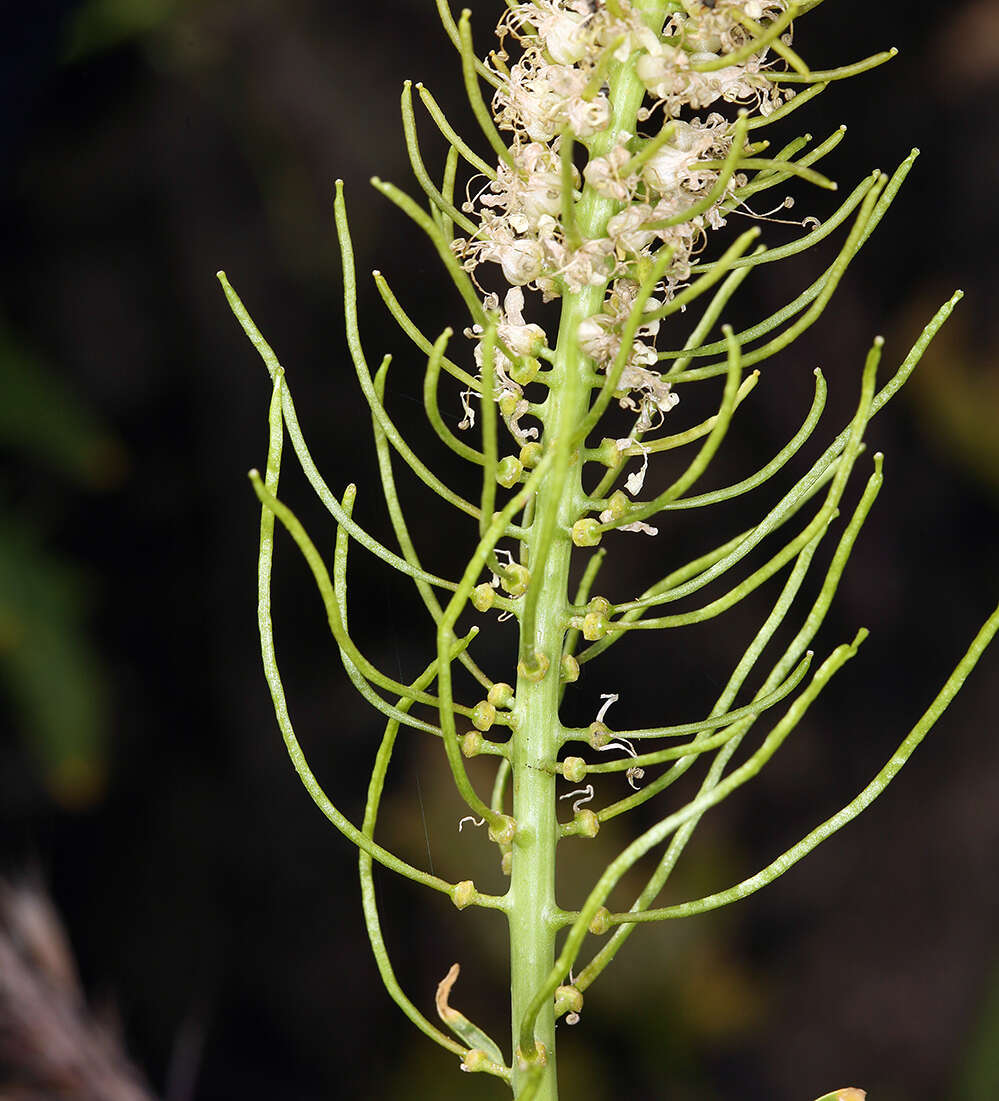 Image of cutleaf thelypody