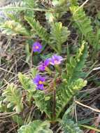 Image de Geum rossii var. turbinatum (Rydb.) C. L. Hitchc.