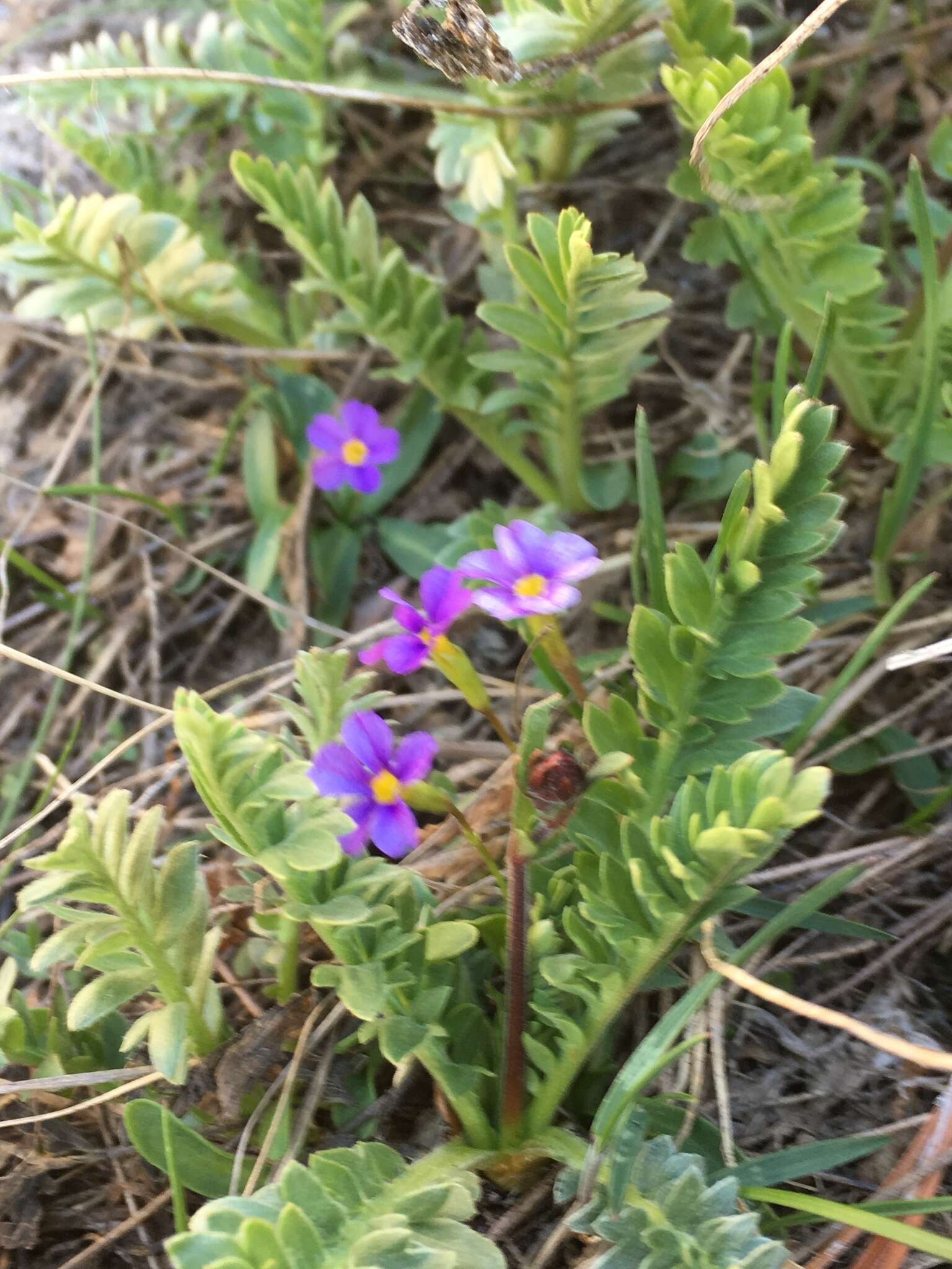 Image de Geum rossii var. turbinatum (Rydb.) C. L. Hitchc.