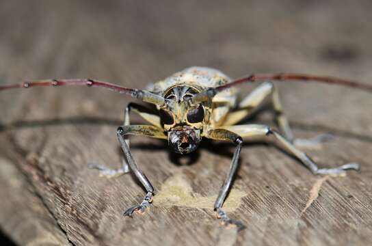 Image of Batocera maculata (Schönherr 1817)