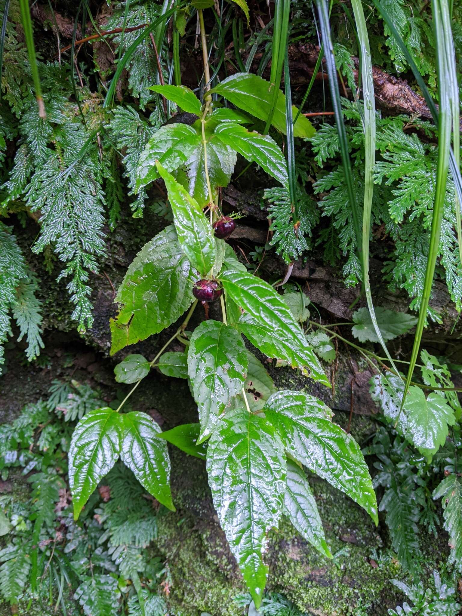 Cyclocodon lancifolius (Roxb.) Kurz resmi