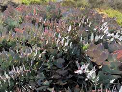 Image de Protea amplexicaulis (Salisb.) R. Br.