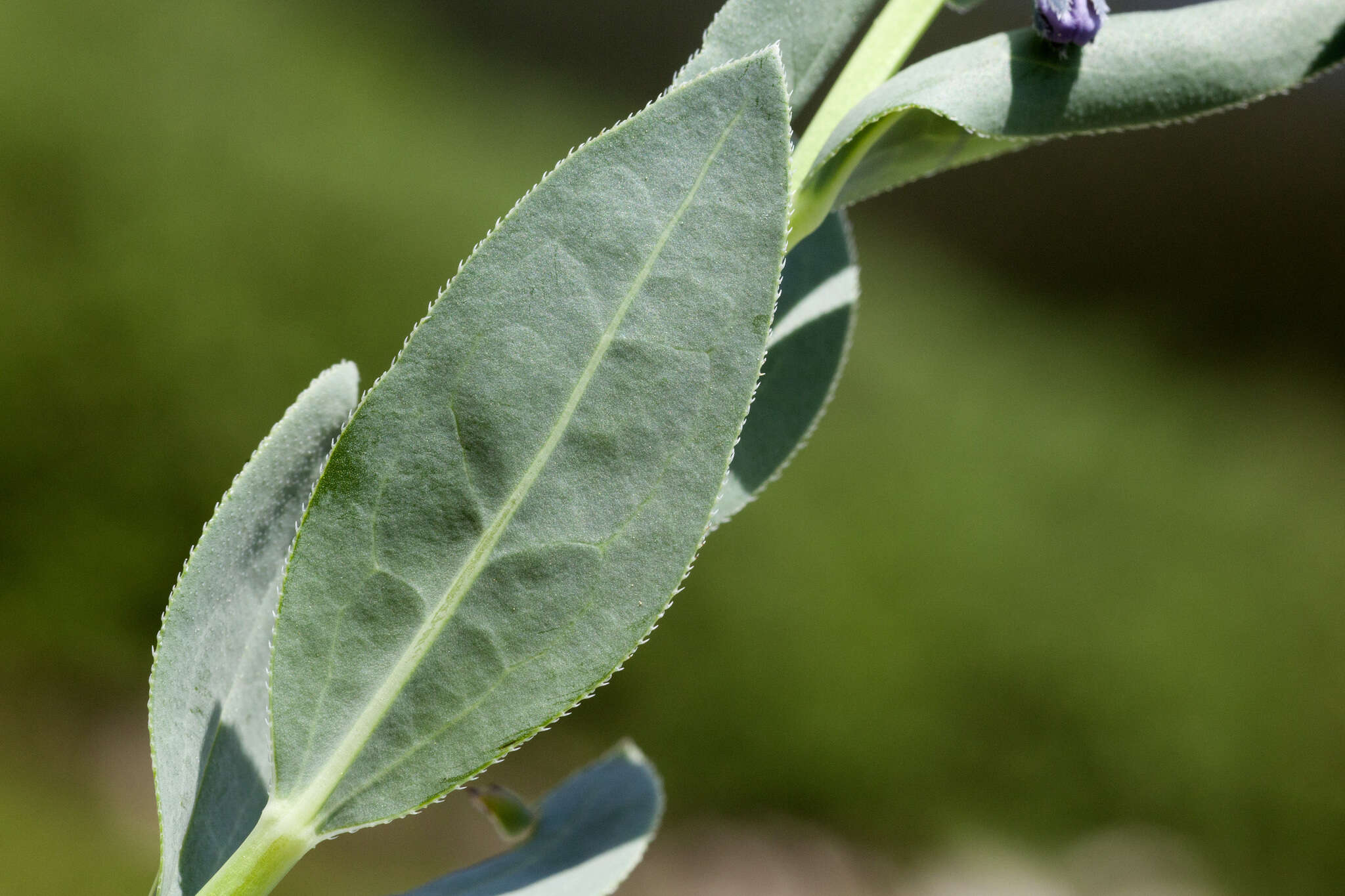 Image of Mertensia ovata var. caelestina (A. Nelson & Cockerell) Nazaire & L. Hufford