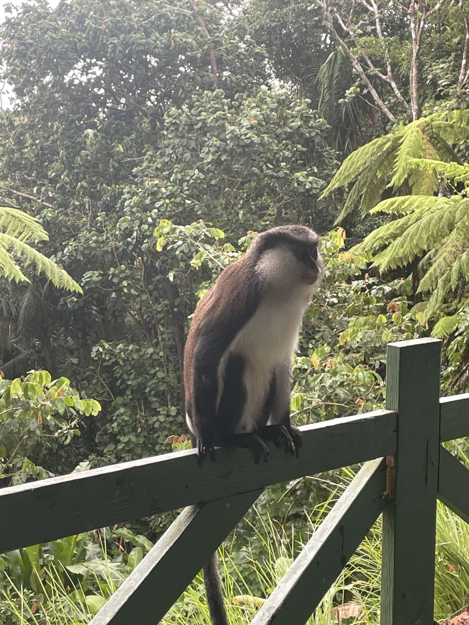 Image of Mona Guenon