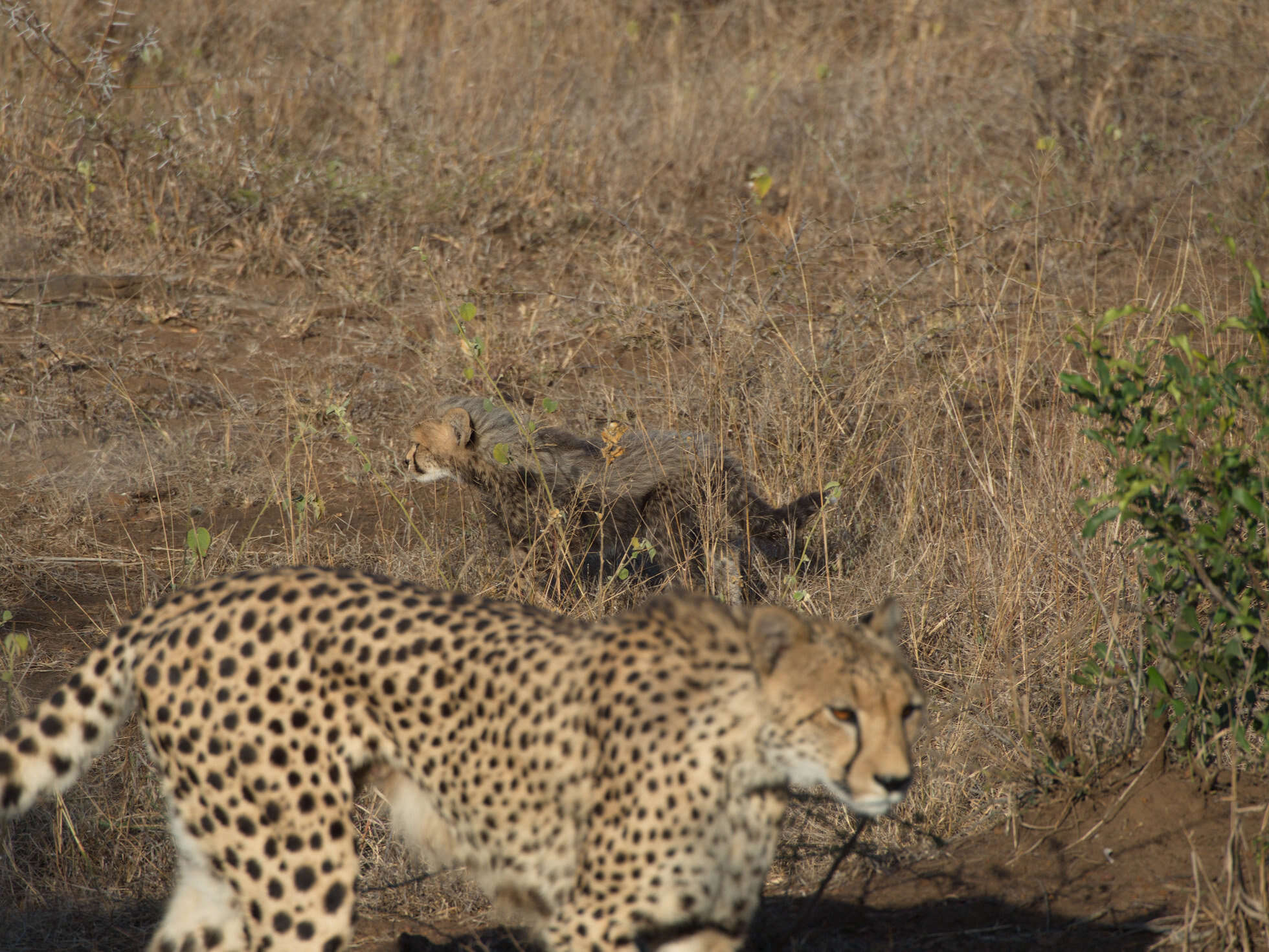 Image of Namibian cheetah