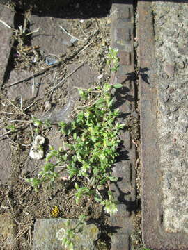 Image of fivestamen chickweed