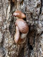 Imagem de Gymnopilus suberis (Maire) Singer 1951