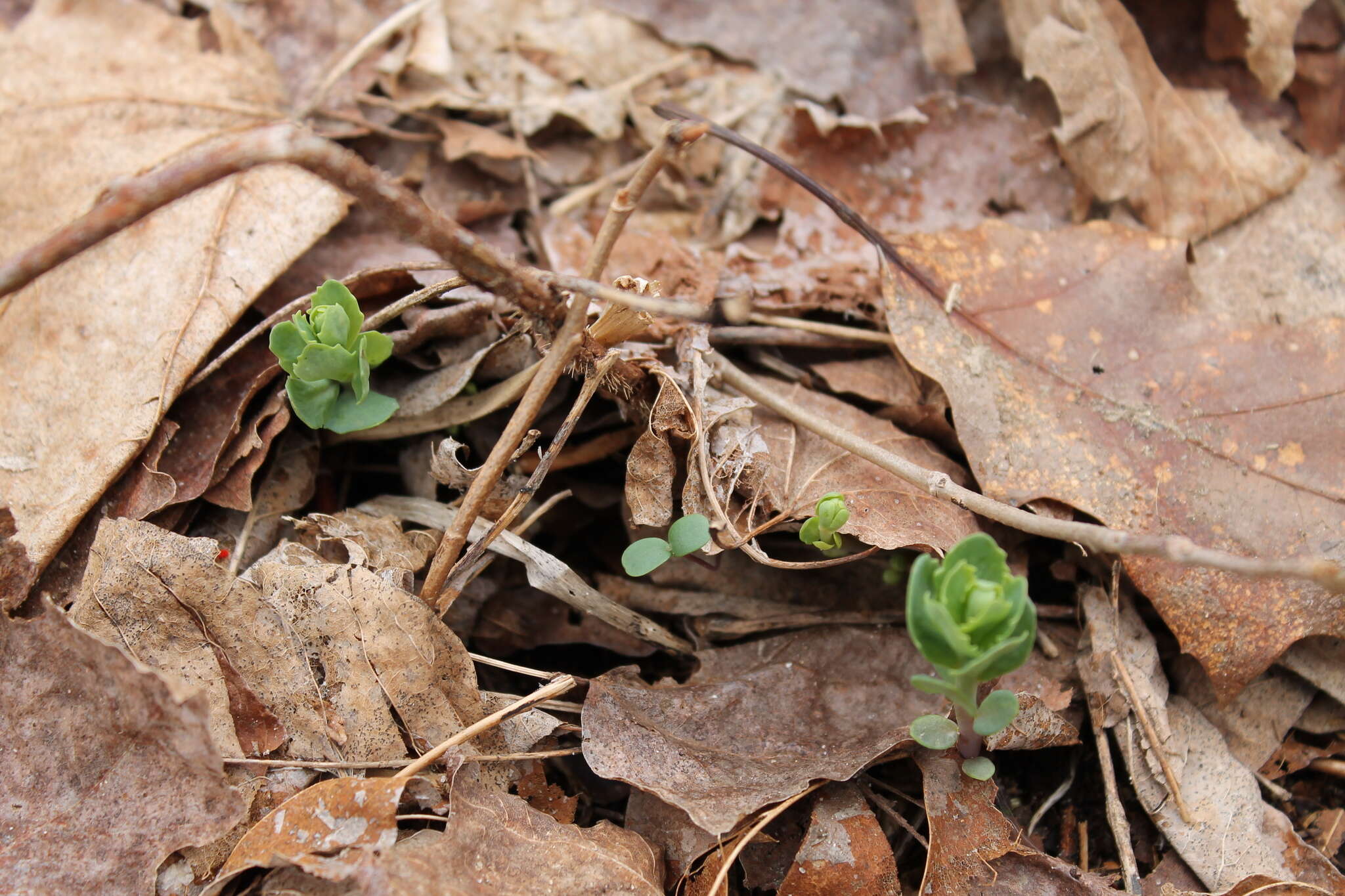 Hylotelephium telephium (L.) H. Ohba resmi