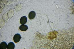 Image of Schizothecium miniglutinans (J. H. Mirza & Cain) N. Lundq. 1972