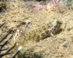 Image of Storthynx dwarfgoby