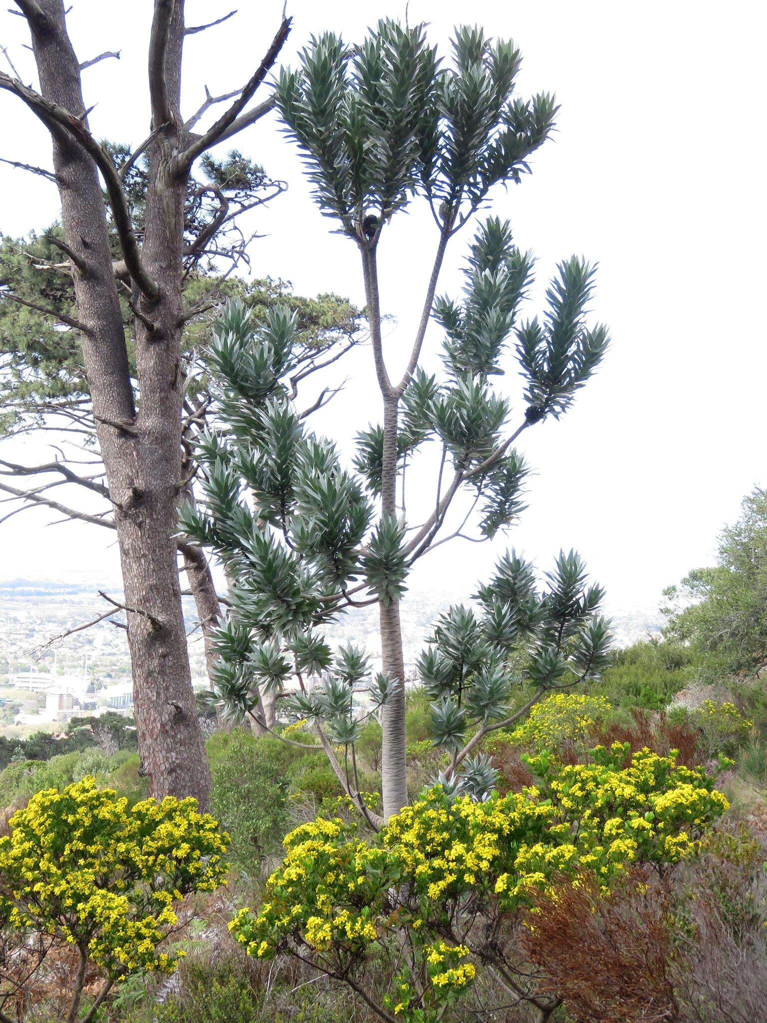 Image de Leucadendron argenteum (L.) R. Br.