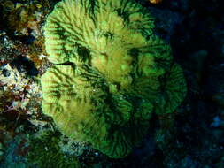 Image of crispy crust coral