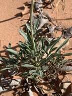 Image de Thelesperma subnudum A. Gray