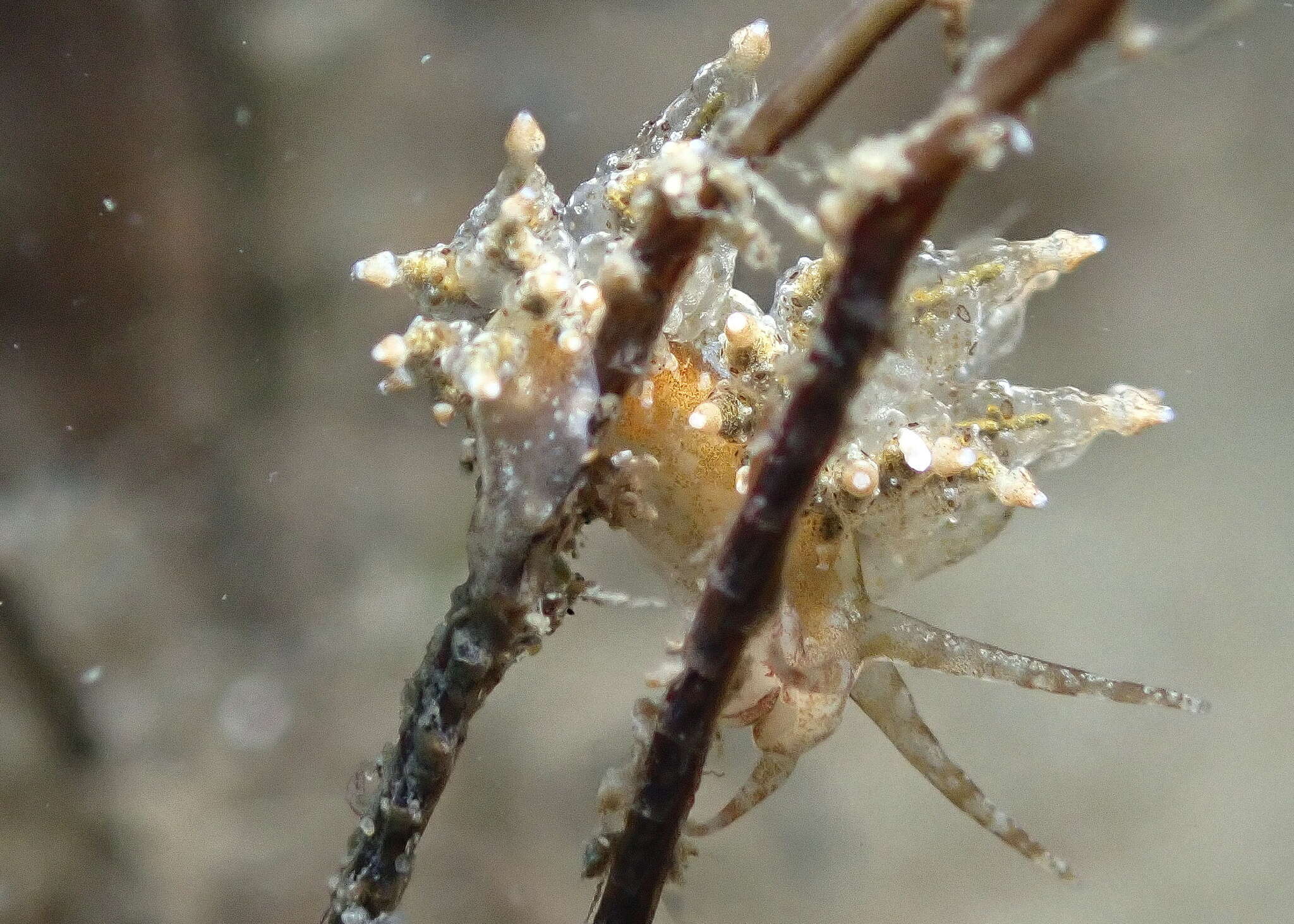 Image de Eubranchus ocellatus (Alder & Hancock 1864)