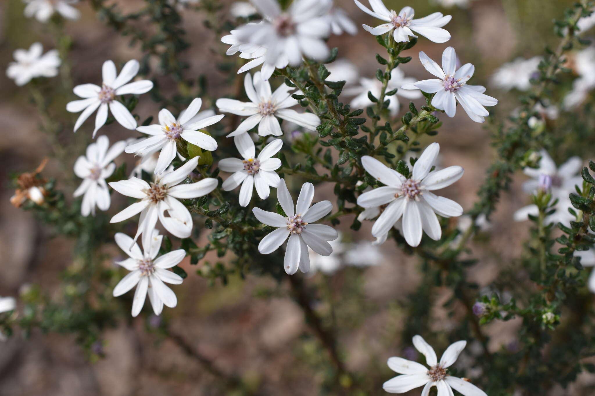 Image of Olearia minor (Benth.) N. S. Lander