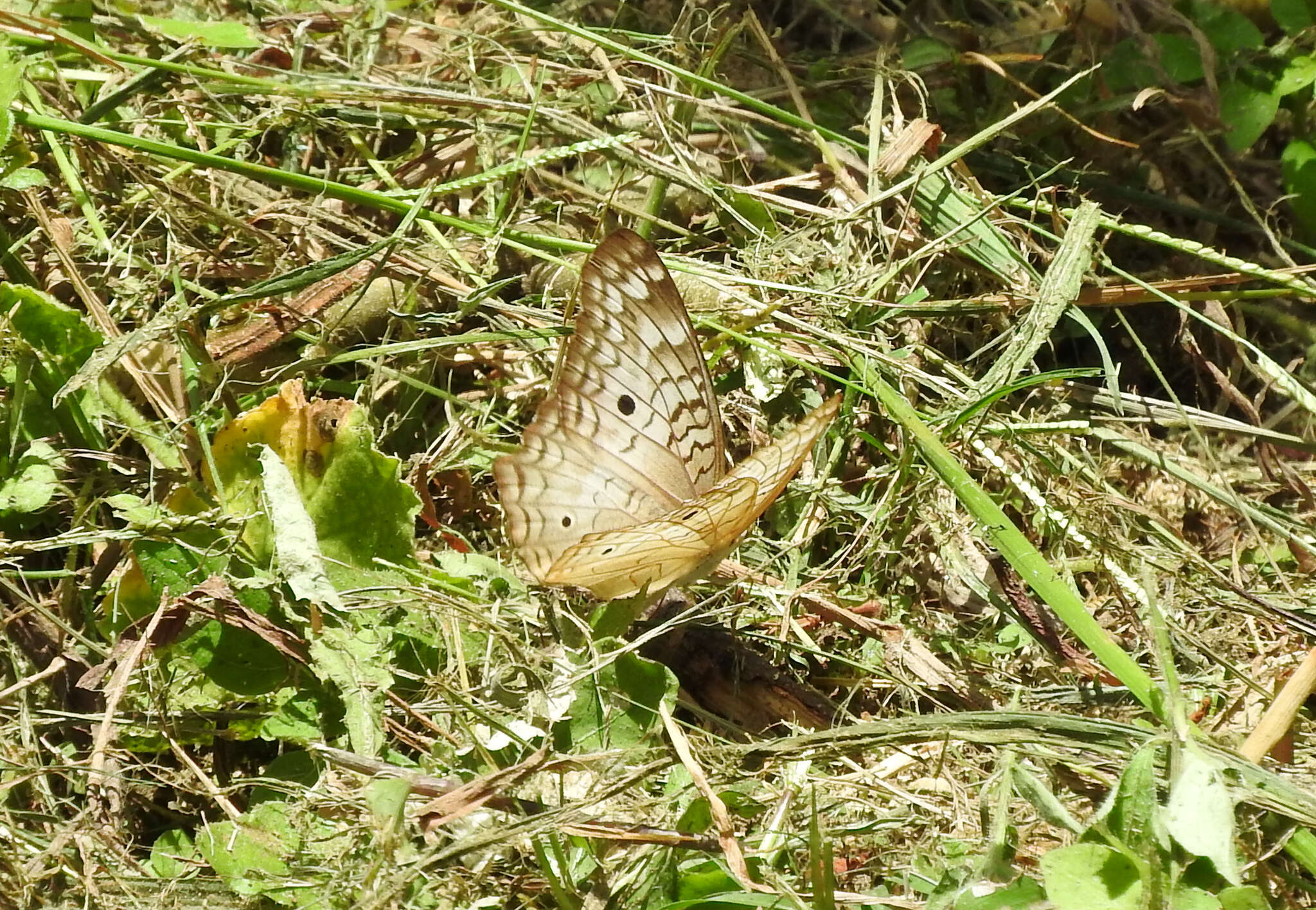 Слика од Anartia jatrophae luteipicta Fruhstorfer 1907