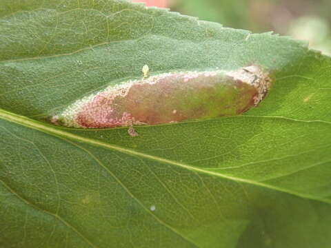 Image of Goldenrod Leaf Miner