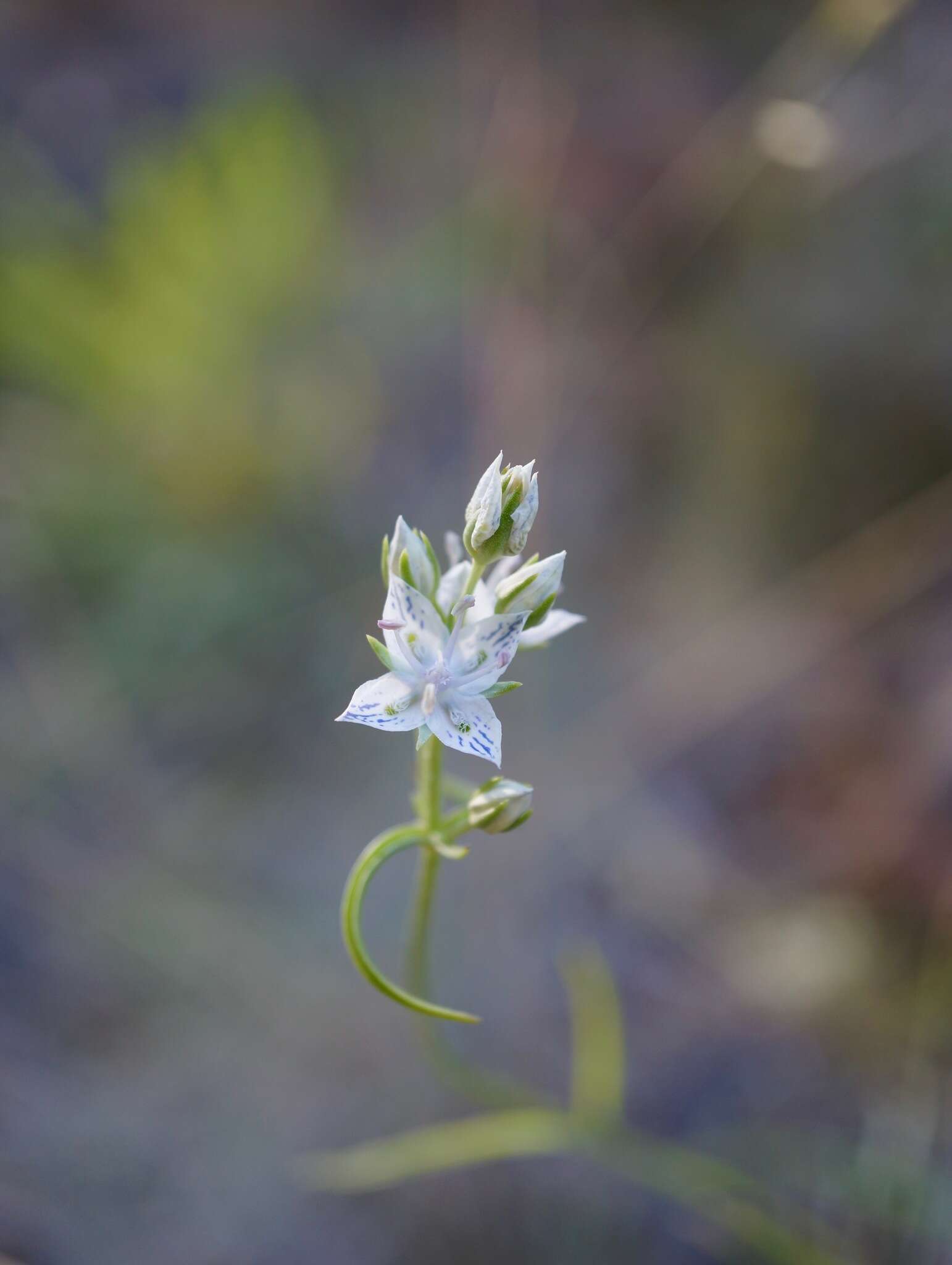 Image of whitestem frasera