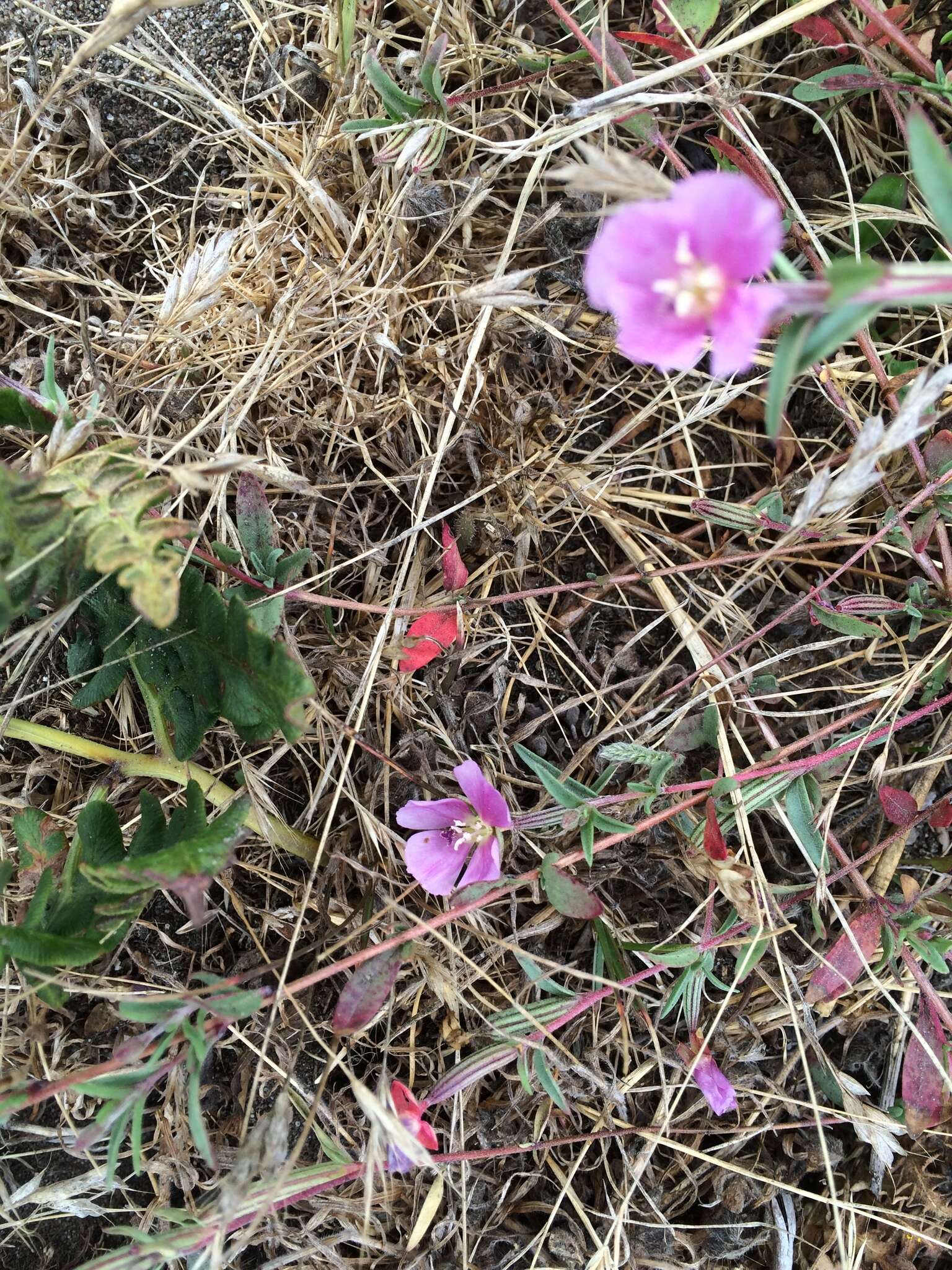 Plancia ëd Clarkia davyi (Jepson) H. & M. Lewis