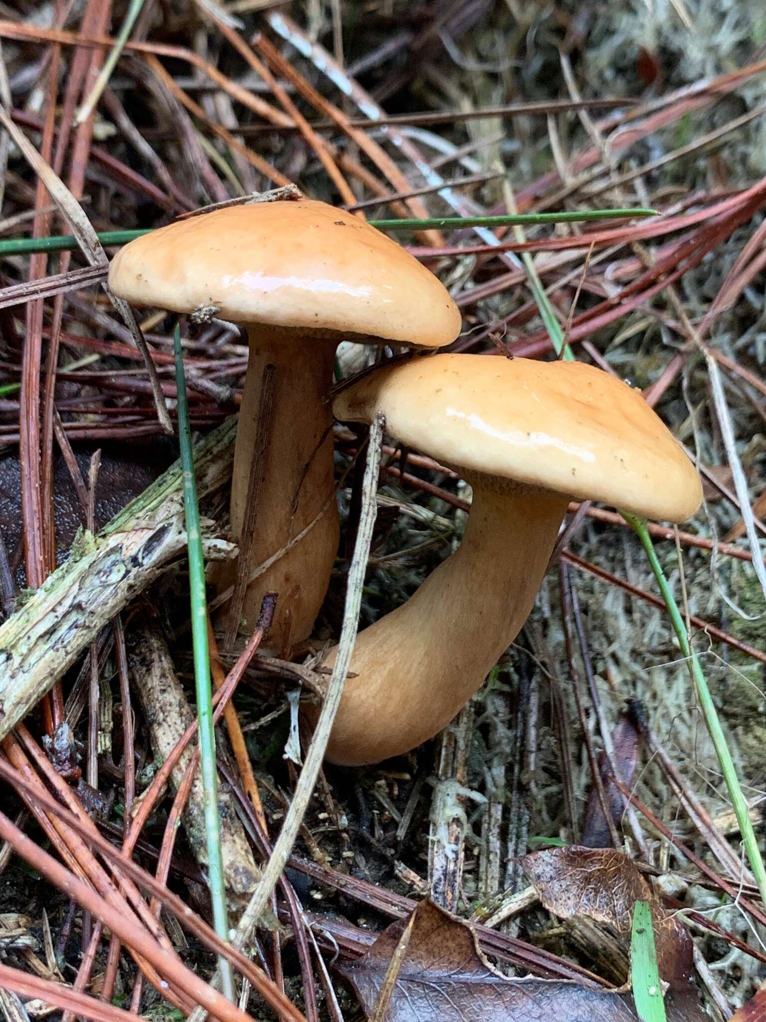 Image of Suillus bovinus (L.) Roussel 1796