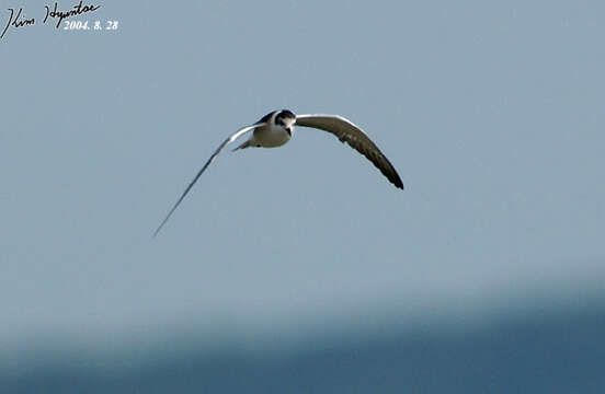 Image of White-winged Black Tern