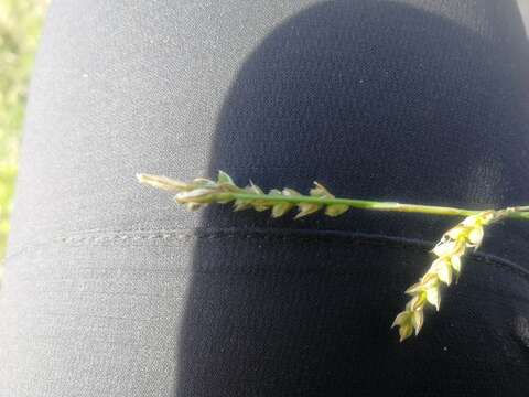 Image of Carex pediformis C. A. Mey.