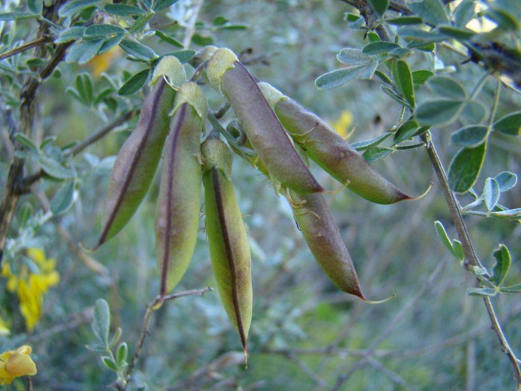 Image of Wiborgiella argentea