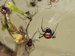 Latrodectus curacaviensis (Müller 1776)的圖片