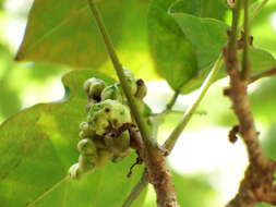 Image of Erythrina variegata L.