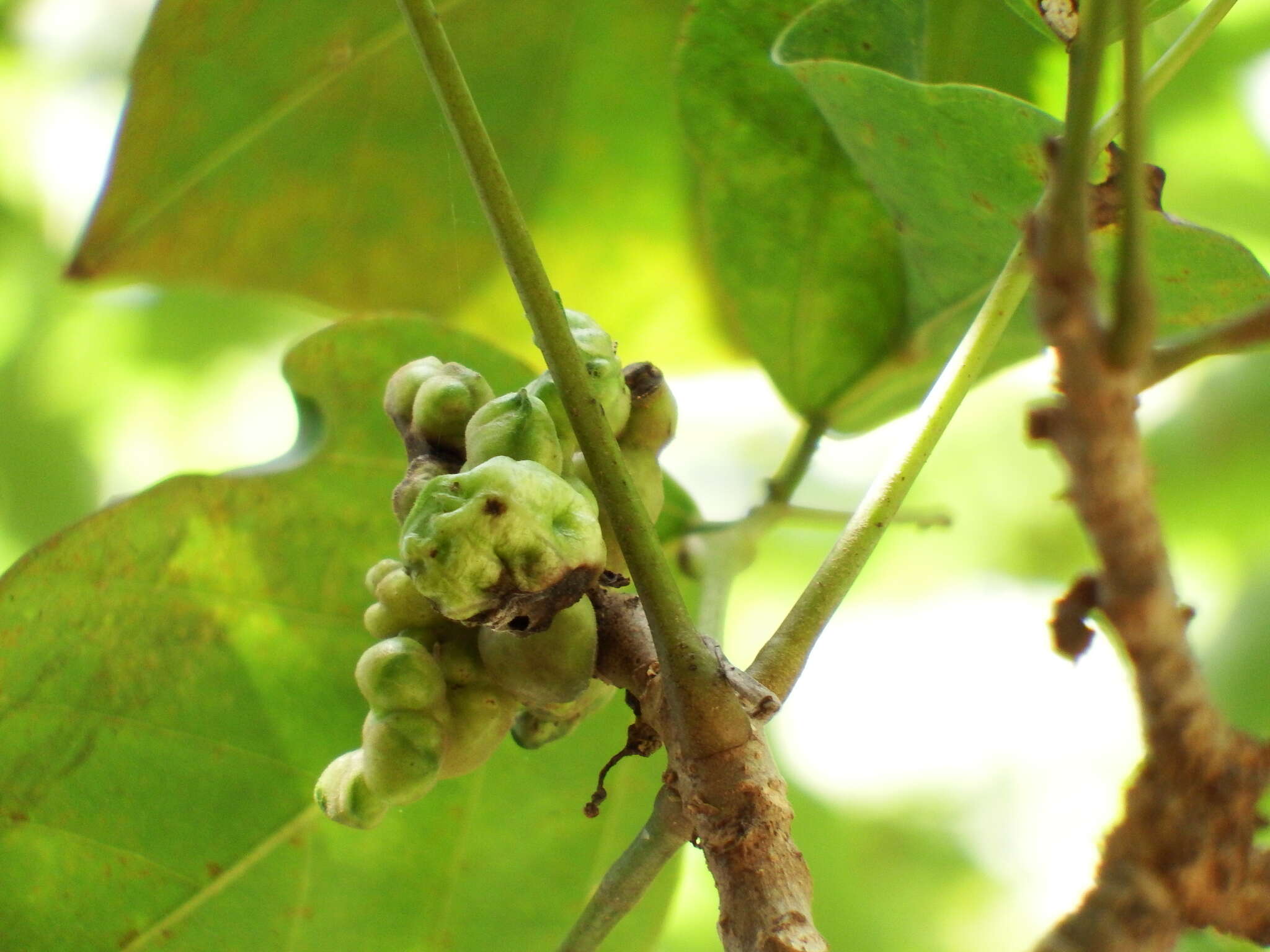 Image of Erythrina variegata L.