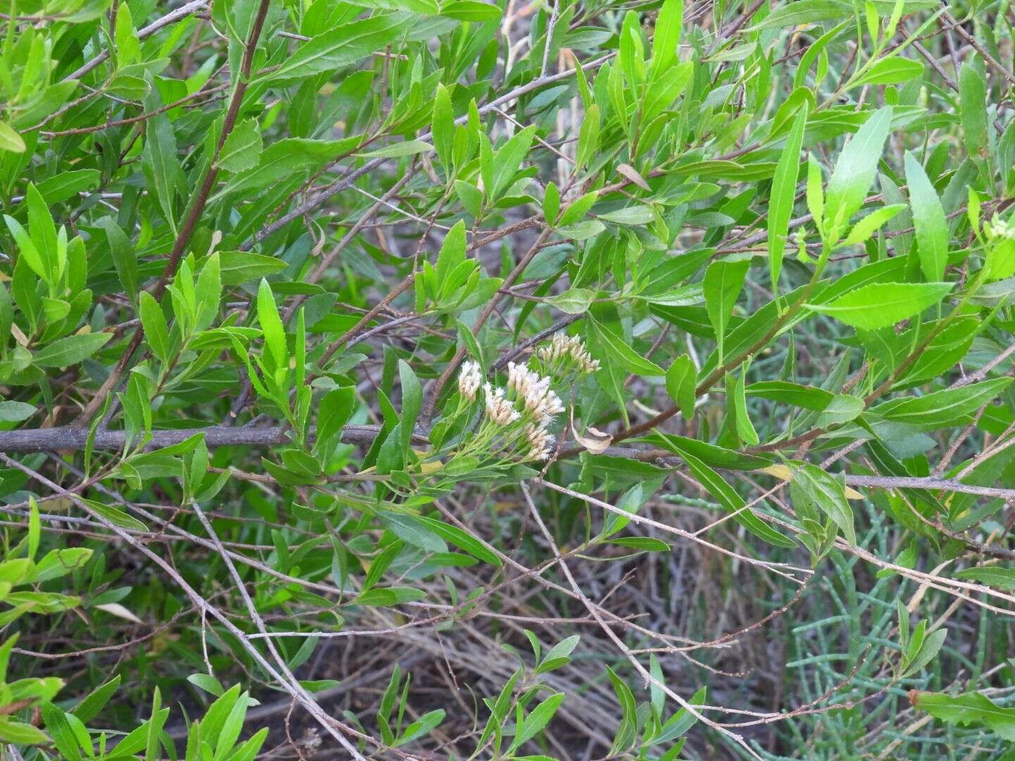 Image of <i>Eupatorium dodonaeifolium</i> DC.