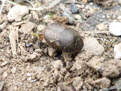 Image de Onthophagus (Palaeonthophagus) similis (Scriba 1790)