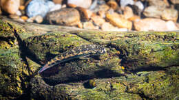 Image of Red-tailed goby