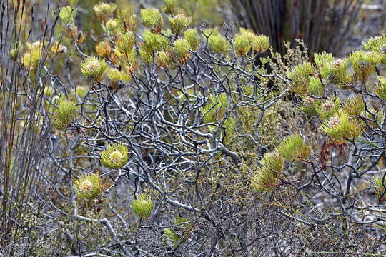 Imagem de Serruria villosa (Lam.) R. Br.