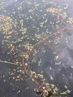 Image of Eurasian Water-Milfoil