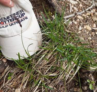 Image of blue moor-grass