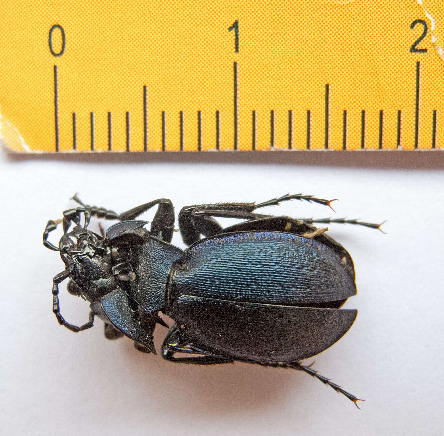 Image of Carabus (Archicarabus) wiedemanni wiedemanni Ménétriés 1836