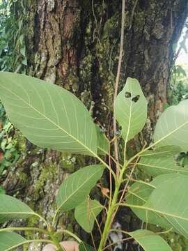 Image of Persea caerulea (Ruiz & Pav.) Mez