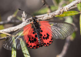 Acraea ranavalona Boisduval 1833的圖片